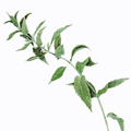 Plants: acrilico su cartoncino thumb