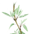 Plants: acrilico su cartoncino thumb